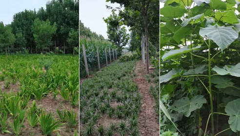 如何確定河南白蠟苗的施肥量？