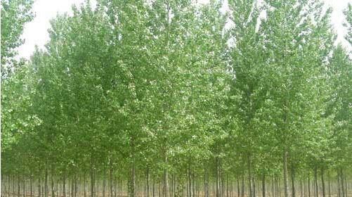 種植河南白蠟苗的養(yǎng)護(hù)方法你了解多少？